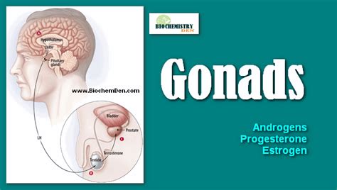Gonads What Are The Hormones Of Gonads And Its Functions
