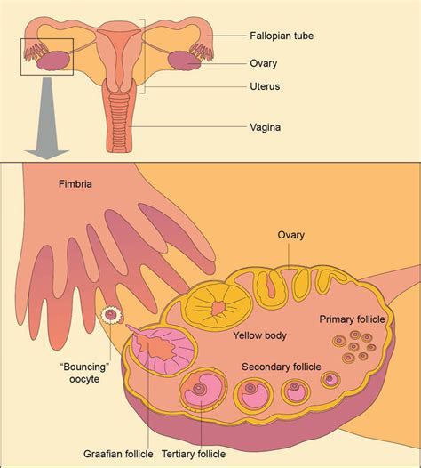 Ovarian Cycle Yellow Body Corpus Luteum Drawing By W Herzig