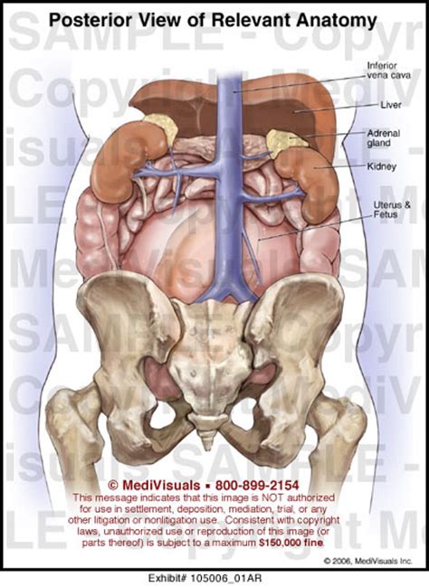 We'll identify as many organs as we can, see how they fit into. Medivisuals Posterior View of Relevant Anatomy Medical Illustration