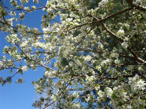 Colorado flowering trees | Flowering trees, Lone tree colorado, Tree