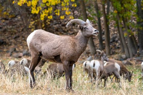 Male Big Horn Ram In Waterton Canyon Colorado Stock Photo Image Of