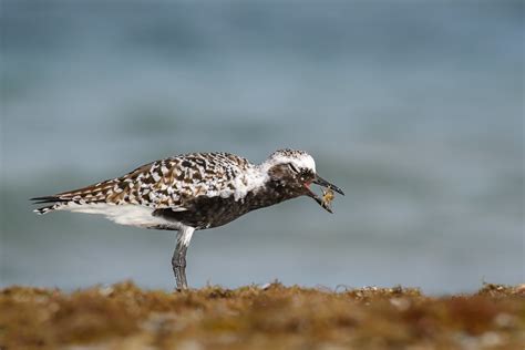 Morning Snack Black Bellied Plover Caught A Nice Snack K W Flickr