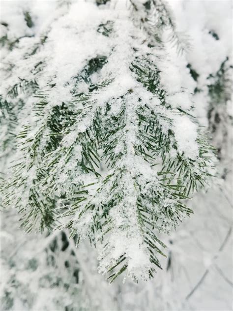 Snow Covered Spruce Branch Close Up In The Forest Stock Image Image