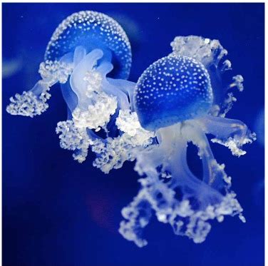 What is the color baby blue and what matching colors you can wear with it? Blue Color Meaning & Symbolism | Blue Color Names