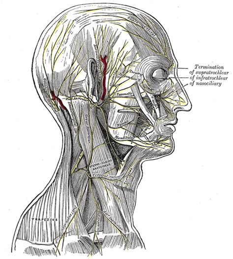Transverse cervical nerve - wikidoc
