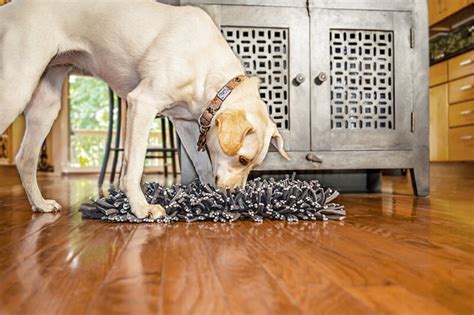 How To Teach Your Dog Advanced Training Monkoodog