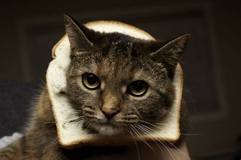 Omg A Breaded Cat Gimme Cats Animals Funny Animals