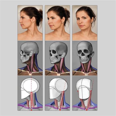 We did not find results for: 64 best Anatomy - Head & Neck images on Pinterest | Human ...