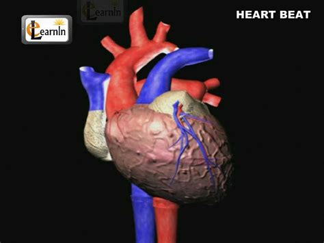 Heartbeat Explained Lub Dub Cardiac Cycle Heart Sound Human