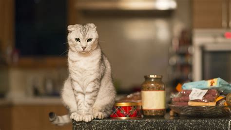 Cats can be particularly susceptible to toxicity from cinnamon for a couple of reasons. Can Cats Have Olive Oil? Is Olive Oil Safe For Cats? - CatTime
