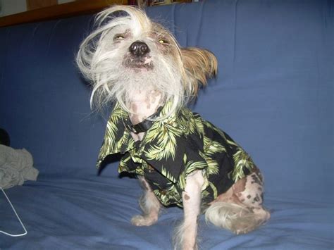 Tori richard mens medium hawaiian camp shirt floral palm leaves aloha m. 17 Best images about Animals Wearing Hawaiian Shirts! on ...