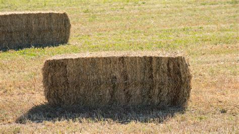 How Much Does A Bale Of Hay Cost For Horses 5 Price Factors