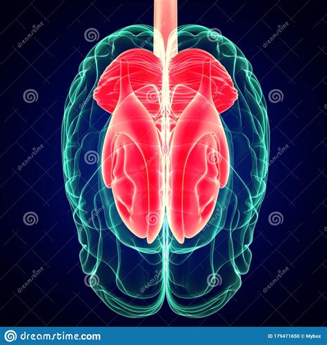 3D Illustration Human Brain Inner Parts Anatomy For Medical Concept ...