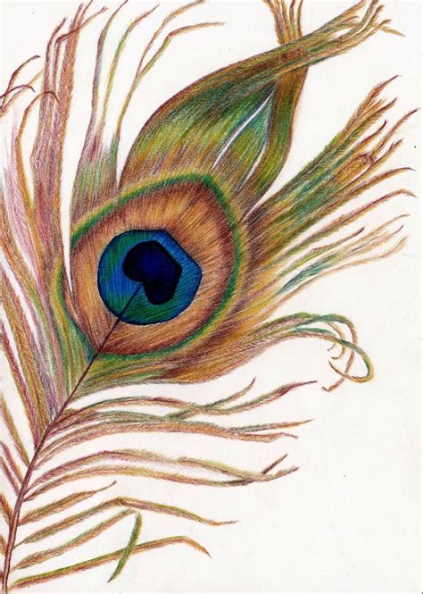 Shop by color, room type, theme or style. Peacock feather drawing | Color pencil sketch, Color ...