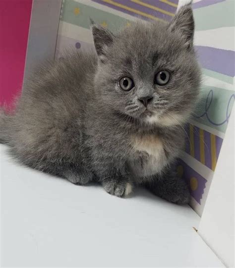 Available British Shorthair Kittens For Sale British Shorthair