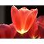 Tulip Flower Pictures Free  HD Desktop Wallpapers 4k