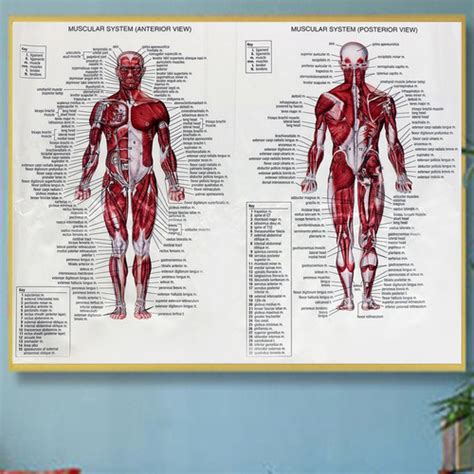 Póster Del Sistema De Anatomía Del Cuerpo Humano Gráfico An Mercado