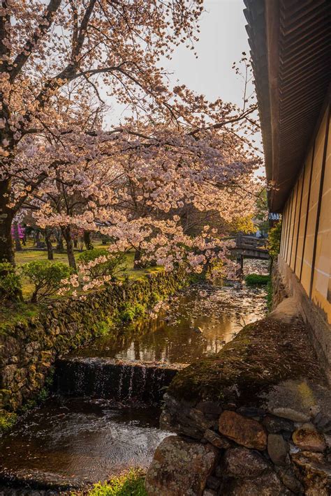 Sakura Nostalgia From Kyoto Kyoto River Bank Hanami