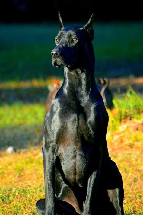10 Unreal Great Dane Cross Breeds You Have To See To