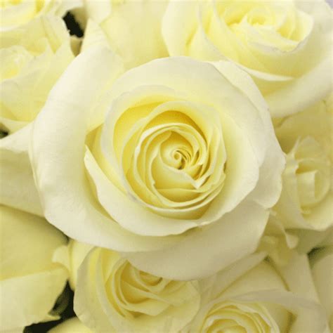 Konaklamanız için fiyatları karşılaştırın ve en iyi teklifi alın. Our First Lady Creamy White Rose