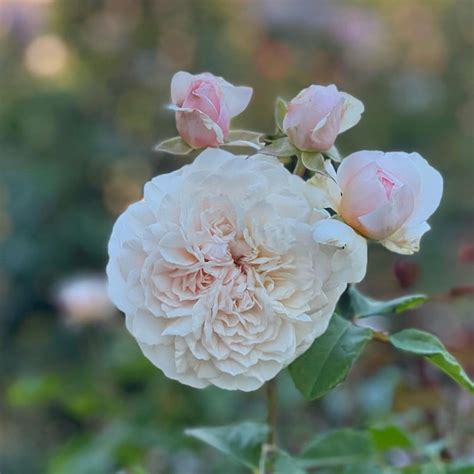 Emily Brontë Ausearnshaw Grace Rose Farm Rose Bushes