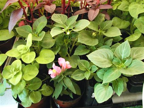 Maybe you would like to learn more about one of these? HOW TO GROW IMPATIENS FROM SEED |The Garden of Eaden