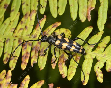 Four Banded Longhorn Beetle Stock Image C0259927 Science Photo
