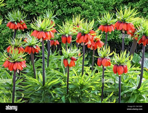 Orange Crown Imperial Flowers Fritillaria Imperialis Stock Photo Alamy