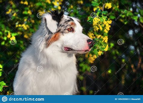 Happy Purebred Australian Shepherd Dog Sitting On A Blooming Beautiful