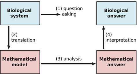 A Schematic Of Theoretical Biology As A Four Step Process Linking The