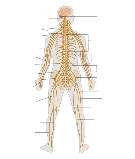 Human nervous system, system that conducts stimuli from sensory receptors to the brain and spinal cord and conducts impulses back to other body parts. Nervous System Diagram - exatin.info