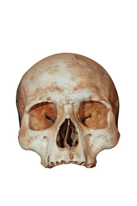 The Human Skull On A White Background Stock Photo Colourbox