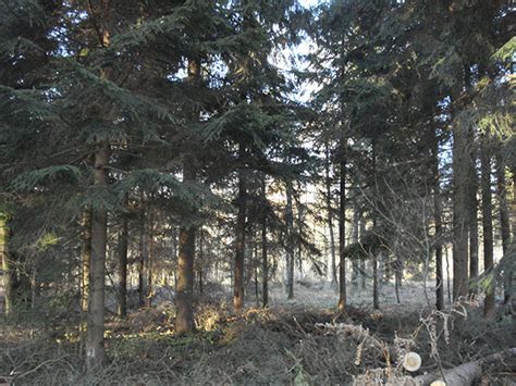 Exploitation forestière Julien Gildas Achat de bois sur pied
