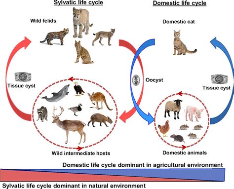 Toxoplasma Cat Poo Parasite Infects Billions So Why Is It So Hard