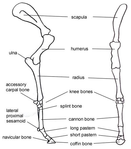 Horse Leg Bone Diagram Horse Leg Bones Anatomy Collection Horse Leg