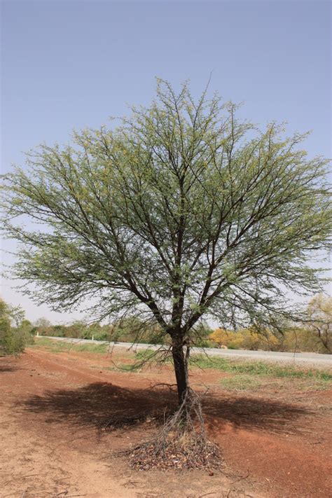 West African Plants A Photo Guide Acacia Nilotica L Willd Ex Delile