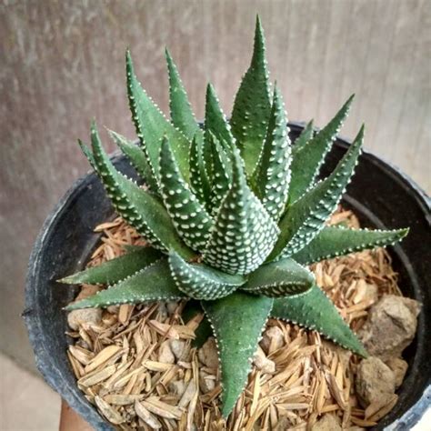 Bentuknya yang unik dan warnanya yang fresh bikin. Kaktus Haworthia dan Gasteria / Kaktus lucu / Kaktus Unik Ukuran Pot 10cm | Shopee Indonesia
