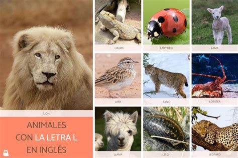 35 Animales Que Empiezan Por L Que Debes Conocer ¡en Español Y En Inglés