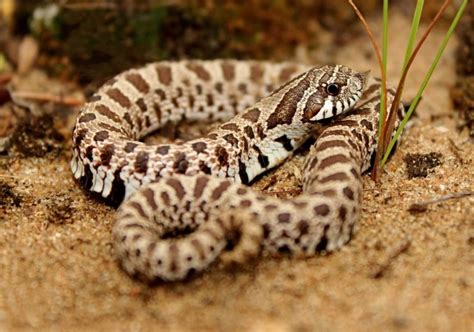 Western Hognose Snake 101 Care Size Facts Habitat