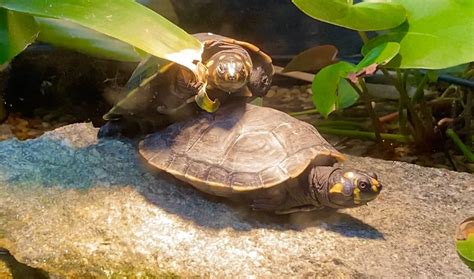 Juvenile Yellow Spotted River Turtles Podocnemis Unifilis Zoochat