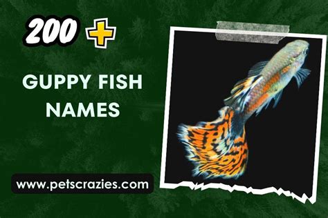 200 Guppy Fish Names Dive Into Naming Inspiration