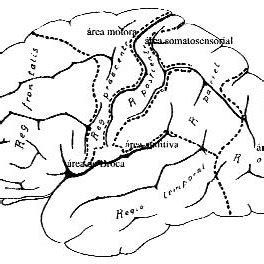 Vista lateral do hemisferio cerebral dereito do home Sinálanse as