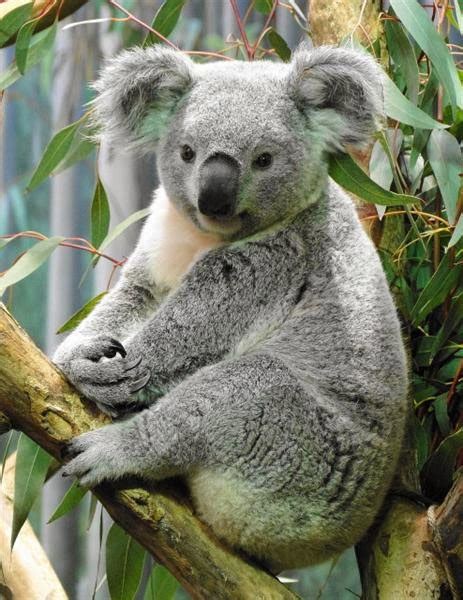 Koala Marsupial Facts About All