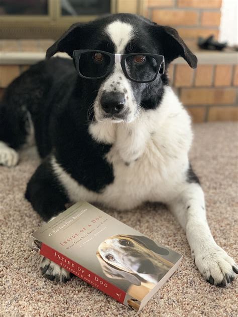 Dog Reading A Book Collie Dog Dogs Border Collie Dog