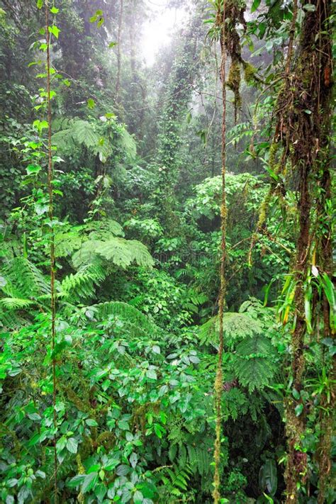 Tropical Rainforest Costa Rica Stock Photo Image Of Costa Flora