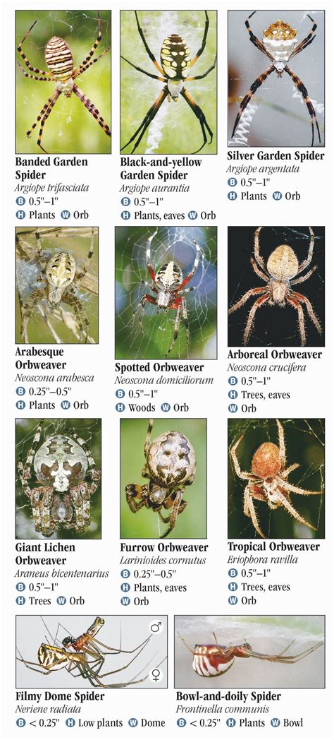 Common Spiders In Florida Chart