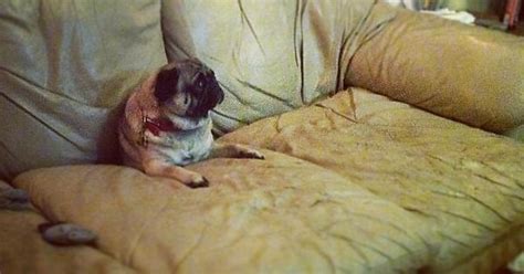 Pug In Couch Imgur