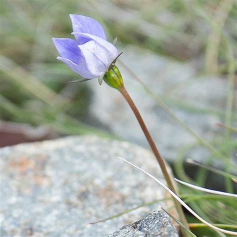 Wahlenbergia saxicola, commonly known as the rock bluebell, is a herbaceous plant in the family campanulaceae native to tasmania in australia. Wahlenbergia saxicola | About Tasmania