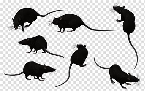 Black Rat Set Black Mice Illustration Transparent Background Png