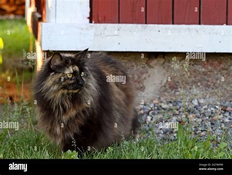 Pretty Tortoiseshell Norwegian Forest Cat Standing Outdoors Next To A